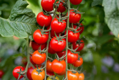 Kodali Hybrid F1 Tomato Seeds Pack Of 38 Seed(38 per packet)