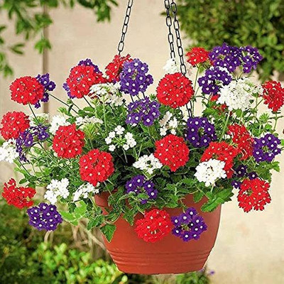 KANAYA Verbena Flower Seeds Seed(22 per packet)
