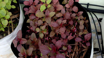 URRO Red Amaranth Seed(500 per packet)