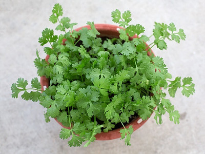 ZIXA CORIANDER SLOW BOLT Corriander Seed(2000 per packet)