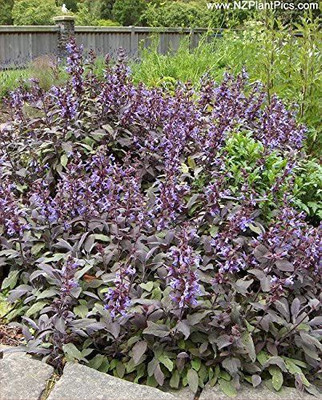 CYBEXIS XL-46 - Purple Sage Herb - (1350 Seeds) Seed(1350 per packet)