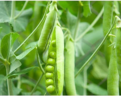 WILLVINE TLX-582 Sugar Snap Pea, Organic Seed(50 per packet)