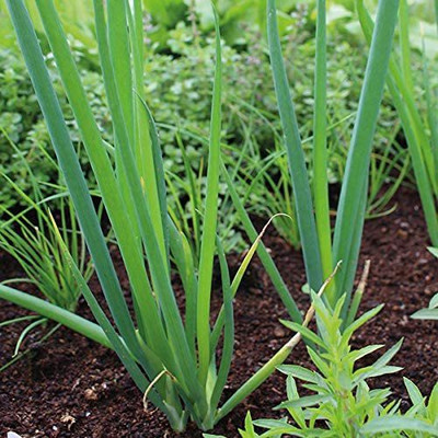 CYBEXIS Hybrid Leek Seeds1000 Seeds Seed(1000 per packet)