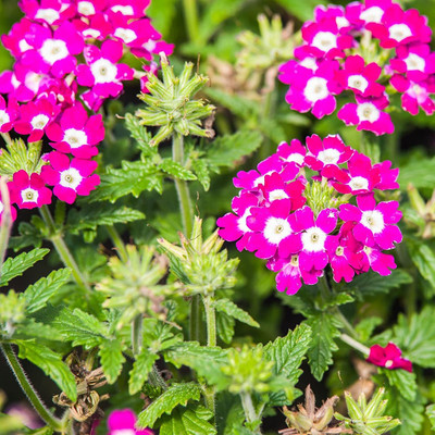 Aywal Verbena- Florist Mixed Seed(20 per packet)