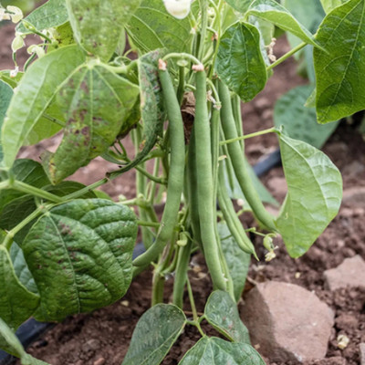 SeeGreen farm Long Beans Phali Seed For Home Planting & Research - 10 Seeds Seed(10 per packet)
