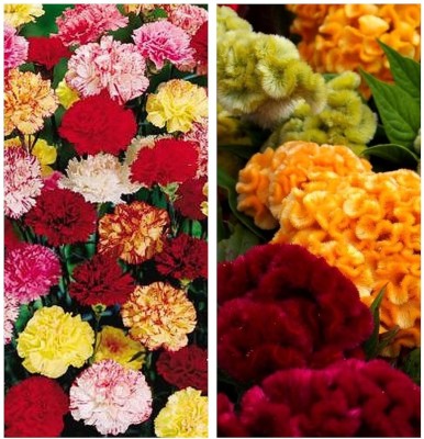 Aywal Carnation Mix & Cockscomb Flower Seed(40 per packet)