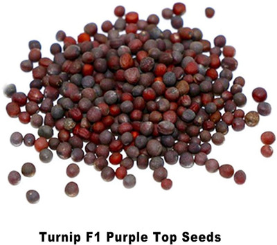 WILLVINE Purple Top Turnip F1 Seeds-[2000 Seeds] Seed(2000 per packet)