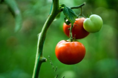 VNR tomato Seed(120 per packet)