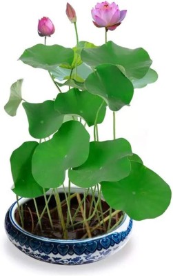 CRGO ® LXI-19 Bonsai Lotus Seeds Water Lily Plants for Ponds Seed(27 per packet)