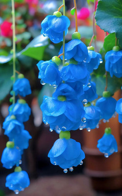 Siddhi Vinayak Gallery® Blue color Weeping begonia flower bulbs for Home Gardening pack of 2 bulbs Seed(2 per packet)