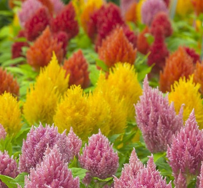 BSARKAR Hybrid celosia flowers seed Seed(40 per packet)
