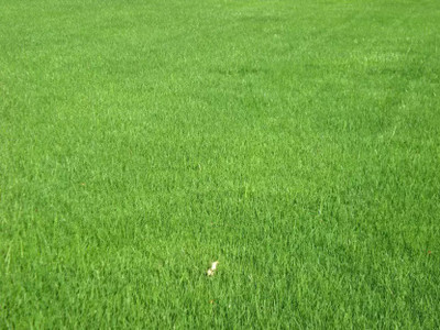 BDSresolve Hybrid Lawn grass seeds for gardening Seed(10000 per packet)