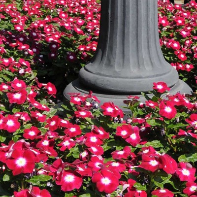 Biosnyg Vinca Burgundy Halo Flower Garden Seeds[100 Seeds] Seed(100 per packet)