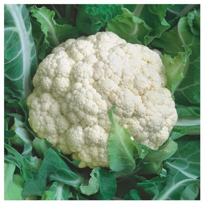 WILLVINE NKR -I Gobhi - Cauliflower F1 Hybrid [100g, 30000 Seeds] Seed(30000 per packet)