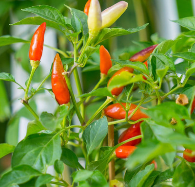 Biosnyg Fast Growing Prairie Fire Hot Chilli Seeds For Kitchen Gardening-(2000 Seeds) Seed(2000 per packet)