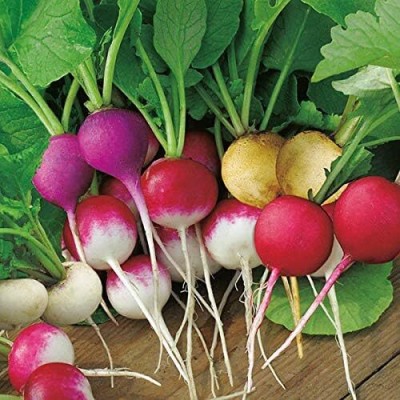 Qualtivate XXX-3A Radish Rainbow Mix 25 Days Seed(300 per packet)