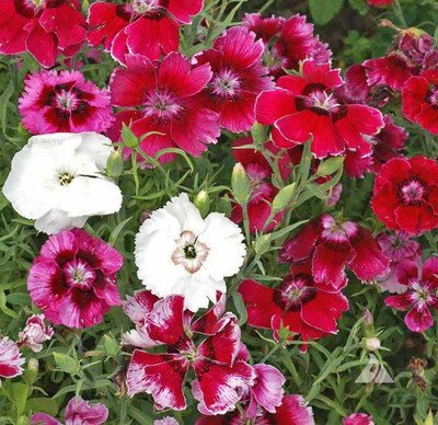 ACCELCROP Dianthus Grenadin Cardinal Flower Seed(45 per packet)