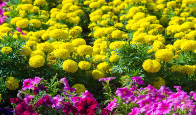 SGPM Collections marigold/gende ka phool flower seeds Seed(75 per packet)