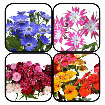 CYBEXIS Combo Pack Of 4 FLOWER Seeds Seed(10 g)