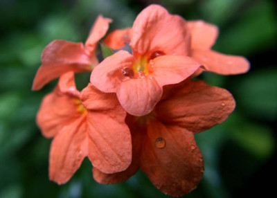 JDM Store kanakambaram-firecracker-crossandra Seed(14 per packet)