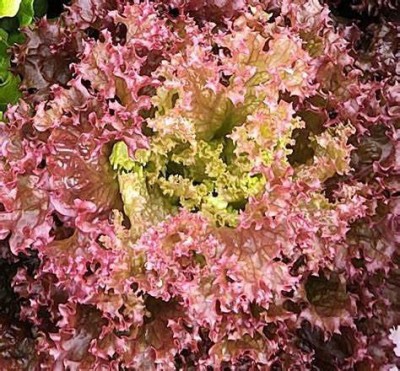 VibeX ® XLR-869 Lolla Rosa Red Romaine Lettuce Seeds Seed(200 per packet)