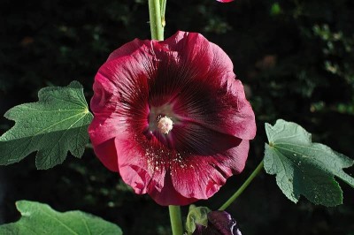 KANAYA Hollyhock (Hybrid) Seeds With Free Germination Potting Soil Mix Seed(35 per packet)