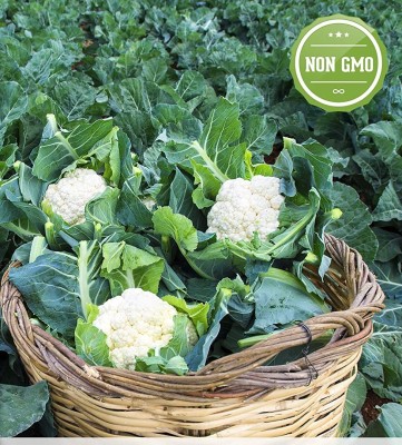 CYBEXIS VVI-4 - Open Pollinated Cauliflower - (1350 Seeds) Seed(1350 per packet)