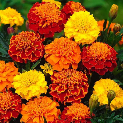 DEYS AGRO ™ genda phool seeds,hybrid high germination flower plant Seed(38 per packet)