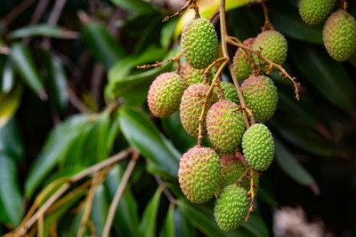 MAA LITCHI,LICHEE,LYCHEE Seed(11 per packet)