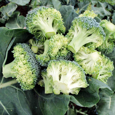 CYBEXIS F1 Hybrid Broccoli Vegetable Seeds2000 Seeds Seed(2000 per packet)