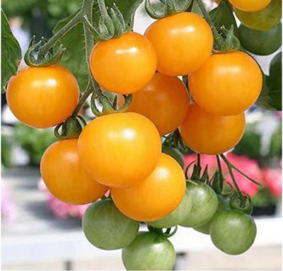 ENINE Tomato Seed(200 per packet)