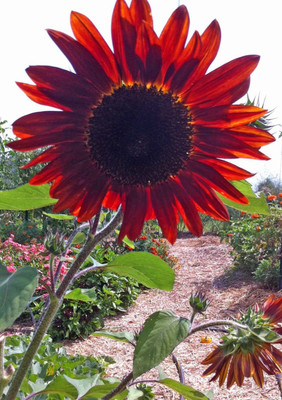 BSARKAR red sunflower seed Seed(20 per packet)