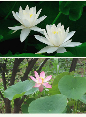 KANAYA Lotus seeds for Hone Garden Flower Seeds Seed(34 per packet)