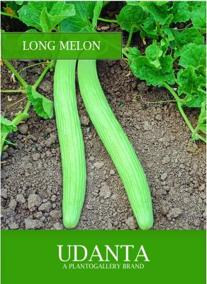 Udanta Long Melon Vegetable Seeds For Kitchen Garden Avg 30-40 Seeds Pkts Seed(1 per packet)
