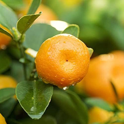 Aywal Bonsai Imported MANDARIN ORANGE PLANT Seed(7 per packet)