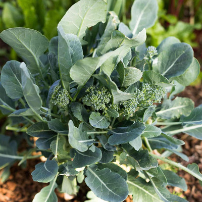 WILLVINE KGF -X Giant Russian Broccoli (B. oleracea) Seeds [2.5g] Seed(750 per packet)
