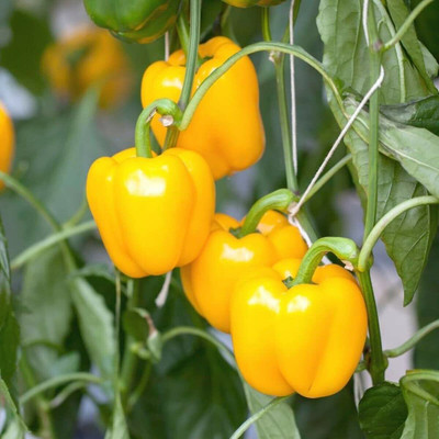 DIVINE CAPSICUM Seed(90 per packet)