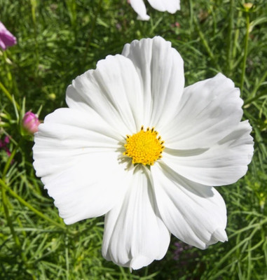 ZIXA Mini Blend Cosmos Seed(20 per packet)