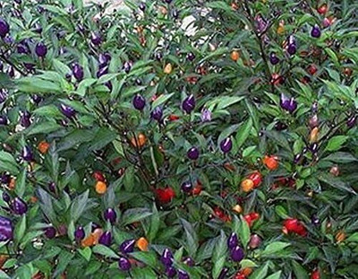 Qualtivate PUAS-9A Beautiful Ornamental Pepper Very Hot Seed(300 per packet)