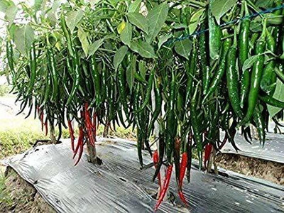 Aywal Chilli Seeds | Mirchi Ke Beej Chilli F1 Hybrid Vegetable Seed(2000 per packet)