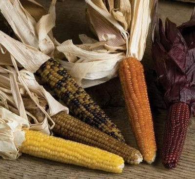 WILLVINE PUAS -X Japanese Mini Corn-[1Kg] Seed(4000 per packet)