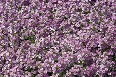 Quentova Alyssum Wonderland Blue-VISHVA Seed(40 per packet)