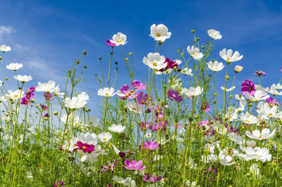 Quentova Cosmos bipinnatus-10R-VDI Seed(75 per packet)