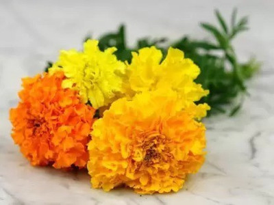 MAA Marigold African Seed(104 per packet)