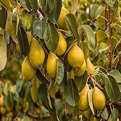 MAA Pear Seed(64 per packet)