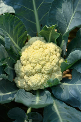 Valsoia white cauliflower,gobhee seeds Seed(70 per packet)