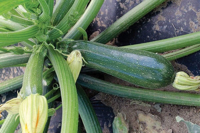 KNESSiN Non Gmo Hybrid Jasper Summer Squash Summer Vegetable Seeds - (100 Seeds) Seed(10 per packet)