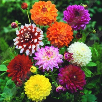 wequality Hybrid mulitcolour dahlia seeds for plant Seed(45 per packet)