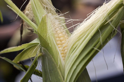 WILLVINE SYN -VI American Sweet Corn Seeds-[500g] Seed(2000 per packet)