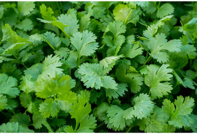 CEZIUS Seeds For planting Cilantro Seeds (Coriandrum sativum)-a2P Seed(190 per packet)